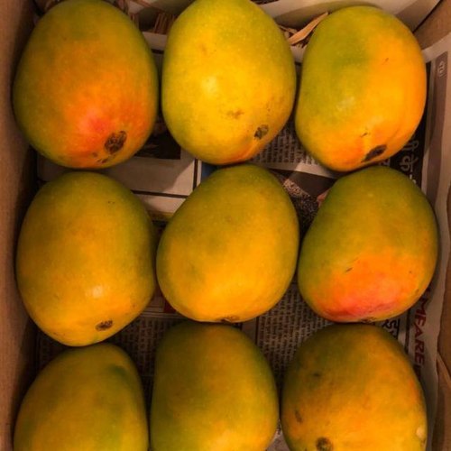 Fresh Mango 